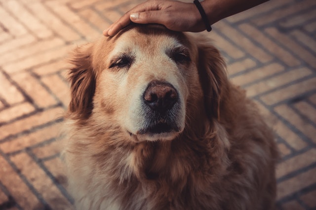 In-home pet euthanasia in Parrish, FL with Avalon Vet Services