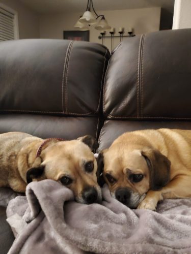 Bailey-Rux-Pic-1
